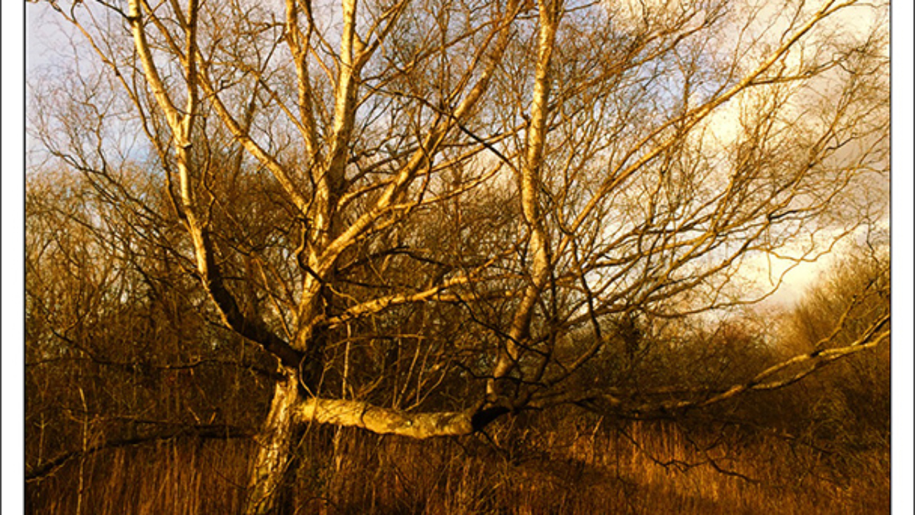 Oughtonhead Common